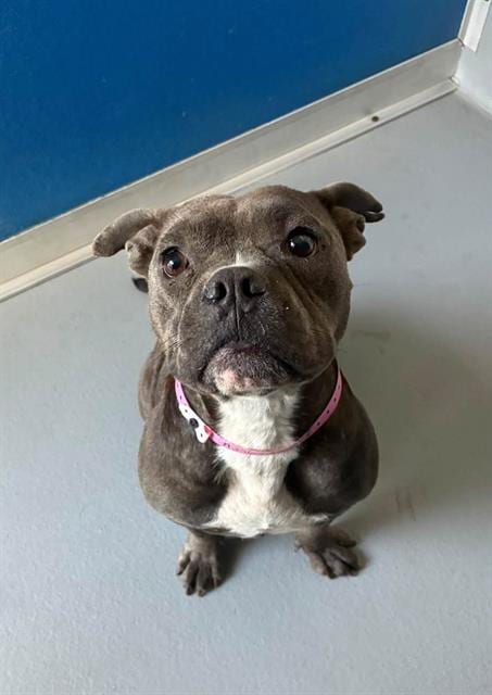 Photo of Pixie, adoptable Pit Bull Terrier in Visalia, California