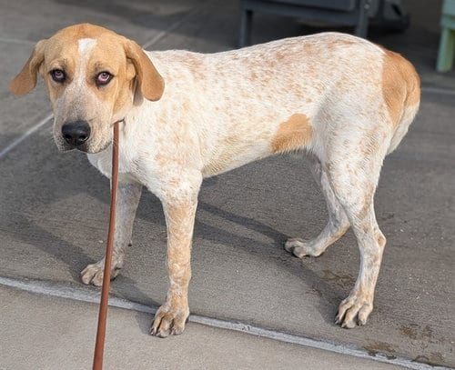 Photo of Sheriff Bucky, adoptable Hound in Denver, Colorado