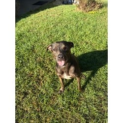 Photo of Paris, adoptable American Bulldog in Washington, North Carolina