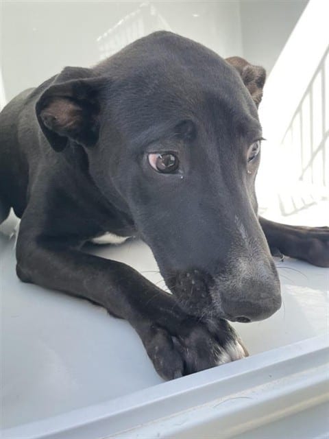 Photo of Nyla, adoptable Staffordshire Bull Terrier mix in Houston, Texas