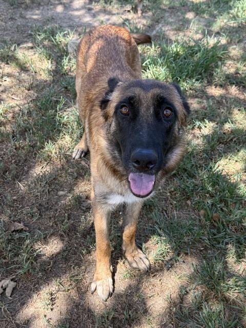 Photo of Lulu, adoptable German Shepherd Dog in Riverside, California