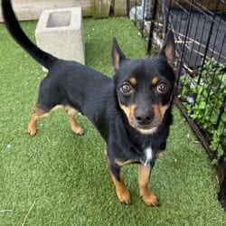 Photo of Louie 8251, adoptable Chihuahua Mixed Breed (Medium) in Loxahatchee, Florida