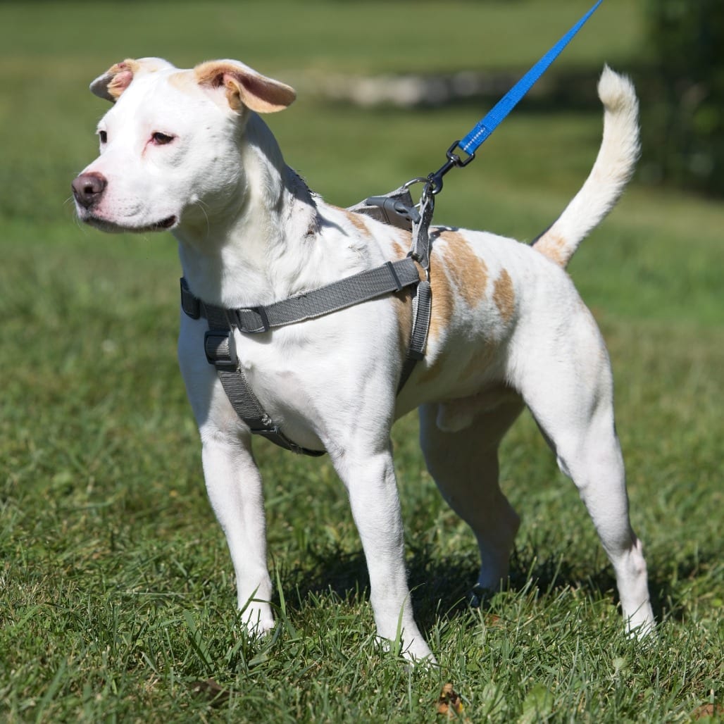 Photo of Pippin, adoptable Terrier, Pit Bull in South Elgin, Illinois