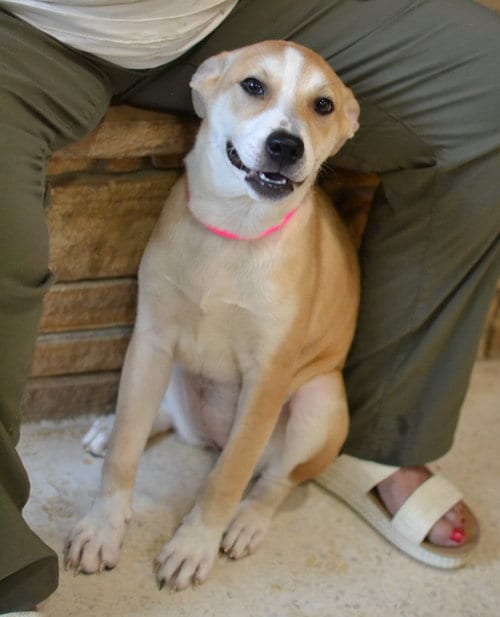 Photo of Pippa, adoptable Hound in Enfield, Connecticut