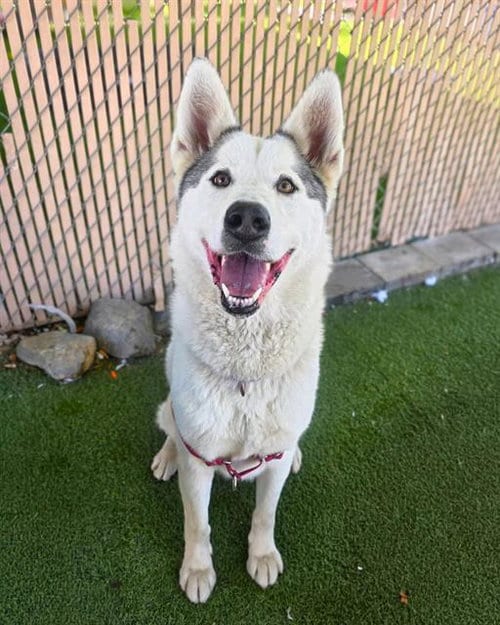 Photo of Diamond, adoptable Siberian Husky in Chula Vista, California