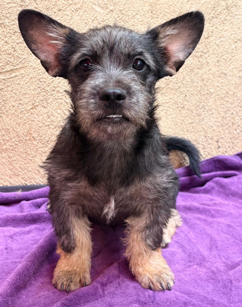 Photo of Ziggy, adoptable Miniature Dachshund in Eugene, Oregon