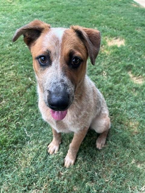 Photo of Buggy, adoptable Australian Cattle Dog/Blue Heeler in Plano, Texas