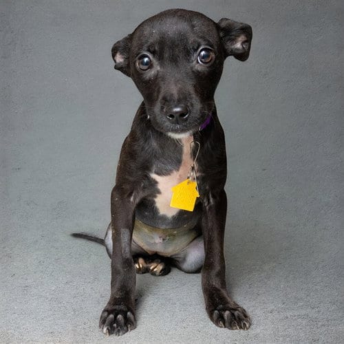 Photo of Finn, adoptable Labrador Retriever in Maryland, Missouri