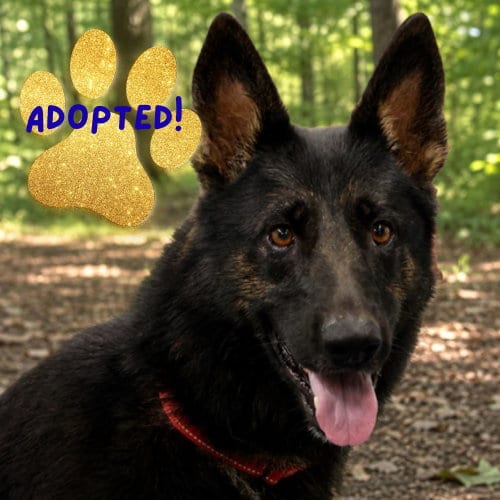 Photo of Berkeley, adoptable German Shepherd Dog in Baltimore, Maryland
