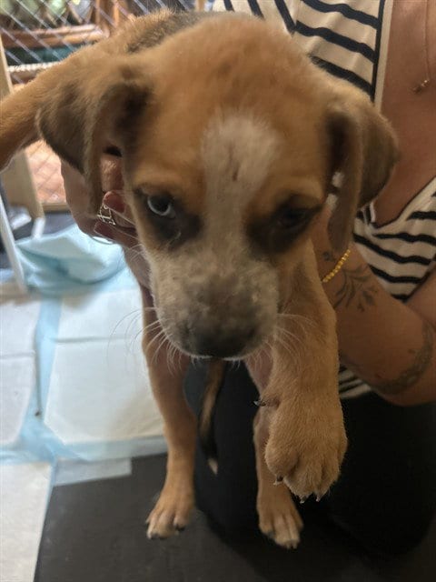 Photo of A433447, adoptable Labrador Retriever in Conroe, Texas