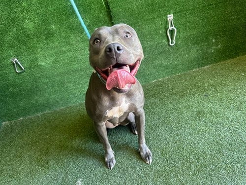 Photo of Conchita, adoptable Pit Bull Terrier in Lancaster, California