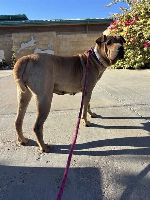 Photo of Puddin, adoptable Chinese Shar-Pei in Riverside, California
