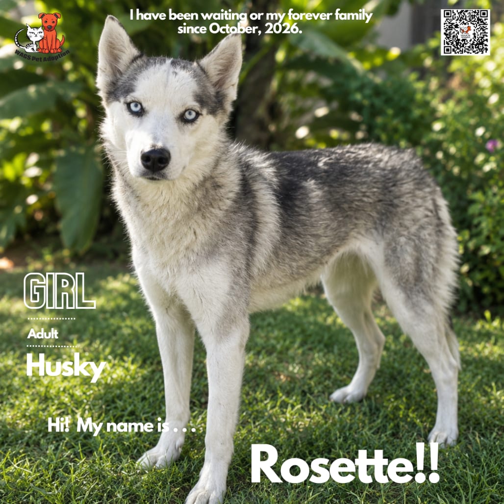 Photo of Rosette, adoptable Husky in Westminster, California