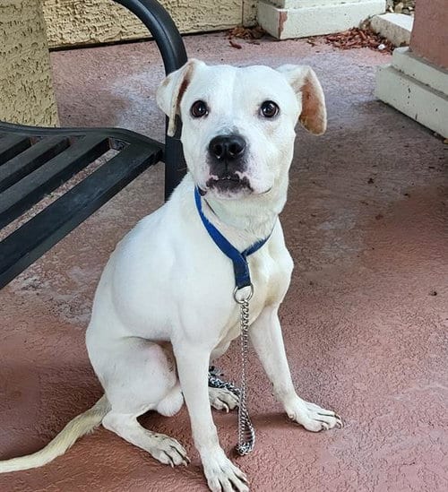 Photo of Bruce, adoptable Boxer in San Antonio, Texas