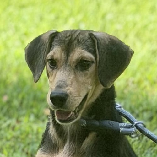 Photo of Luna, adoptable Beagle in Yardley, Pennsylvania