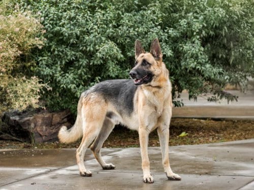Photo of Rex, adoptable German Shepherd Dog in Santa Fe, New Mexico