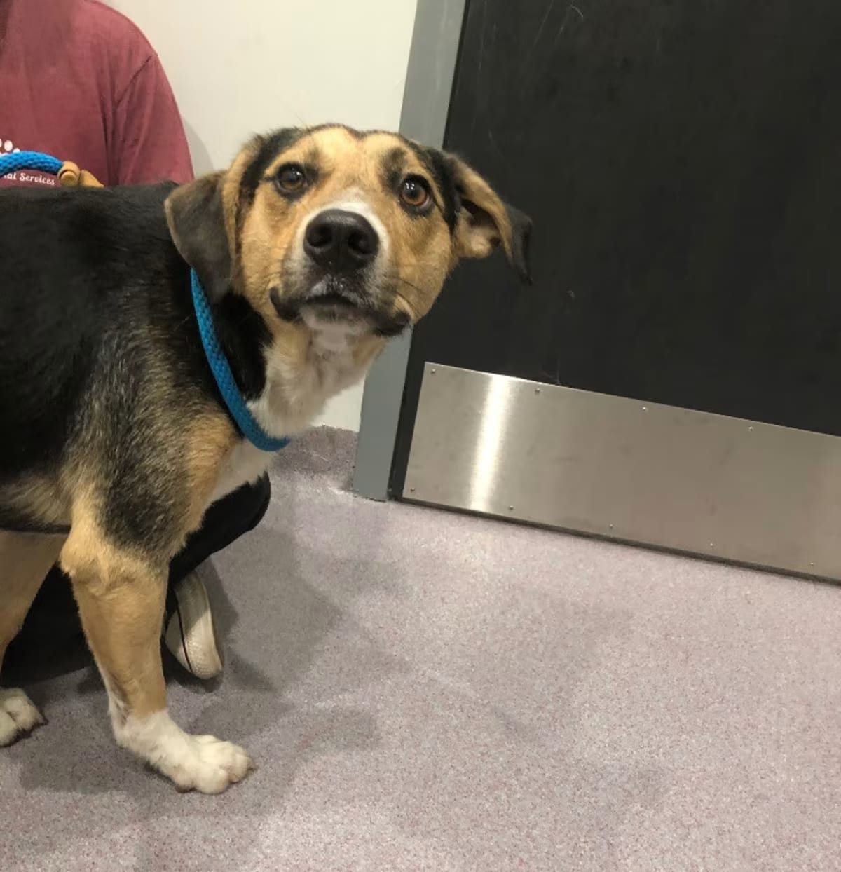 Photo of Doyle, adoptable Hound (Unknown Type) in Benton, Arkansas