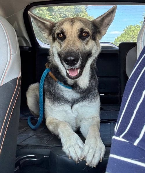 Photo of Willow, adoptable German Shepherd Dog in The Woodlands, Texas