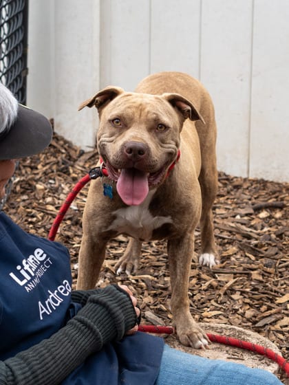 Photo of Dew Drop, adoptable dog in Chamblee, Georgia