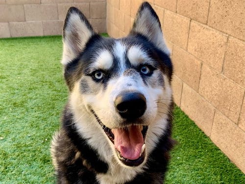 Photo of Yezzy, adoptable Siberian Husky in Moreno Valley, California