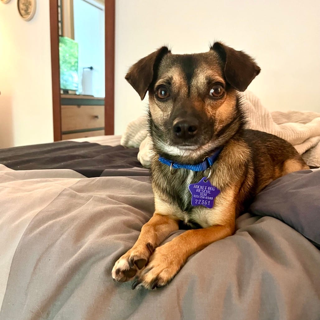 Photo of Cafecito, adoptable Chihuahua / Mixed Breed (Small) in San Francisco, California