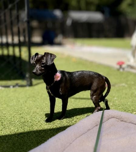 Photo of Cookie Clover, adoptable Dachshund in Oakley, California