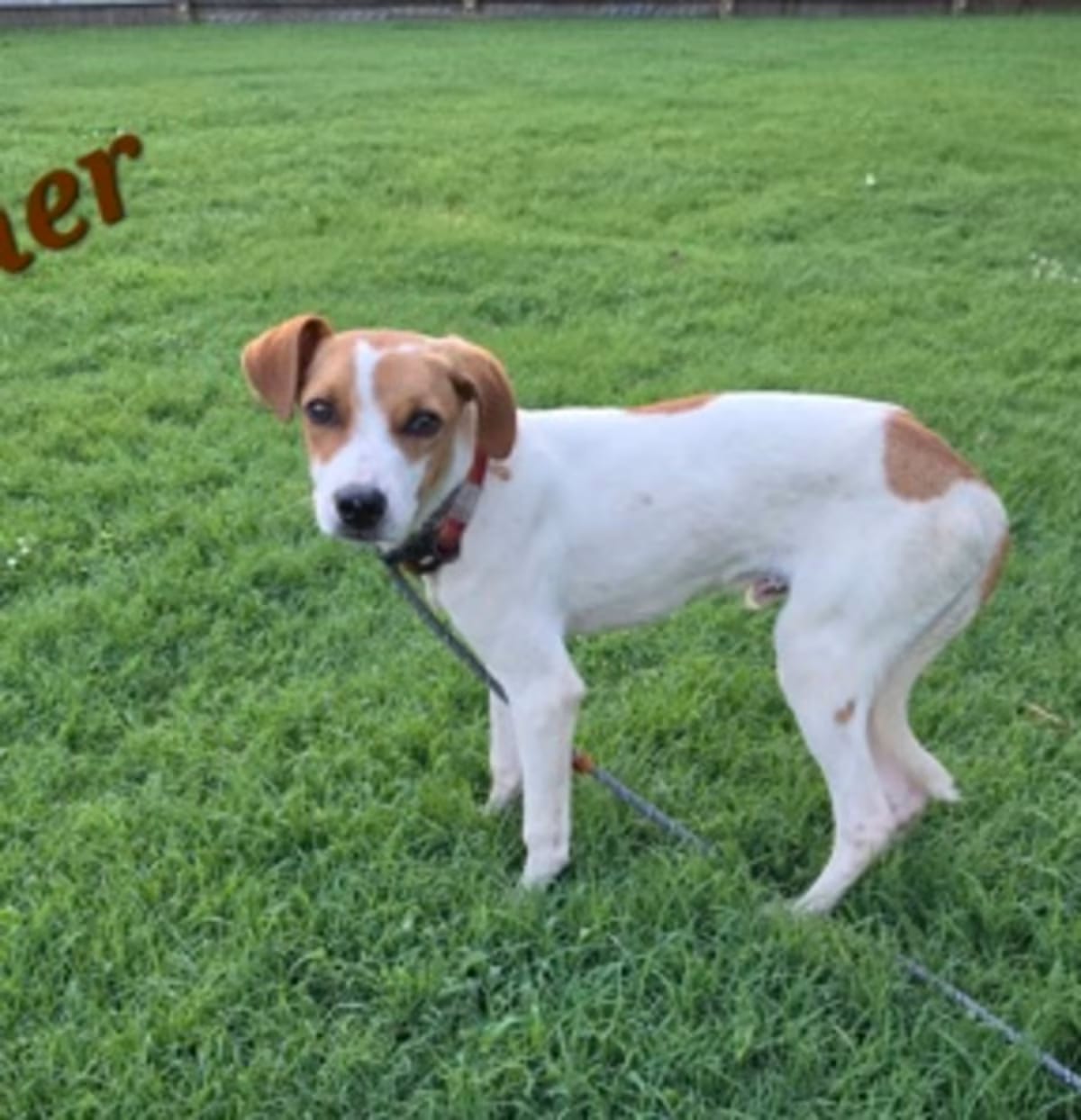 Photo of Asher, adoptable Beagle Terrier (Unknown Type, Medium) in Medfield, Massachusetts