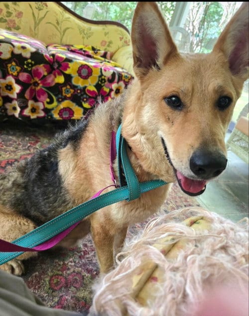 Photo of Sally, adoptable German Shepherd Dog in Winston Salem, North Carolina