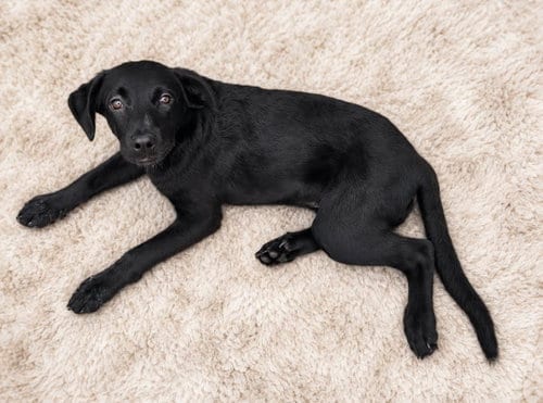 Photo of Lily, adoptable Labrador Retriever in Rockwall, Texas