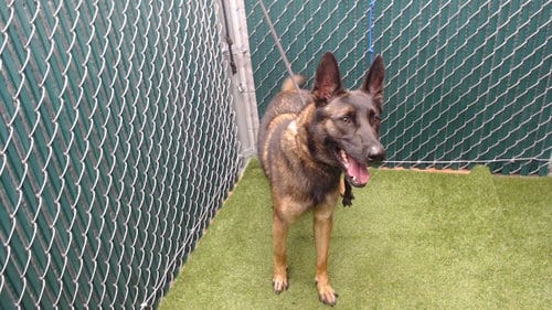 Photo of Hanz, adoptable Belgian Shepherd Malinois in Downey, California
