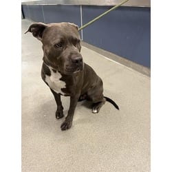 Photo of Snuggles, adoptable Terrier (Unknown Type, Medium) in Doral, Florida