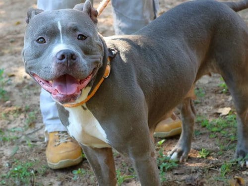 Photo of Harper, adoptable American Pit Bull Terrier in Tallahassee, Florida