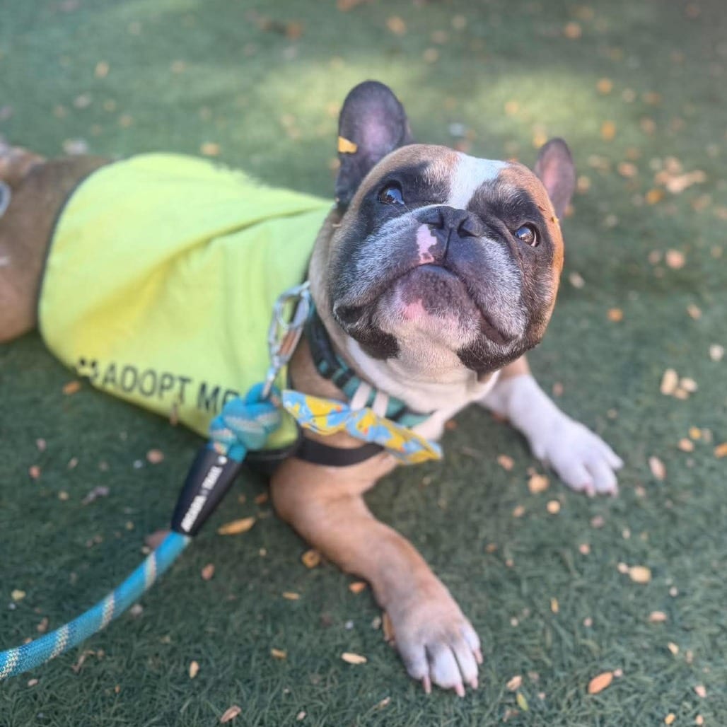 Photo of Pluto, adoptable Bulldog, French in Bend, Oregon