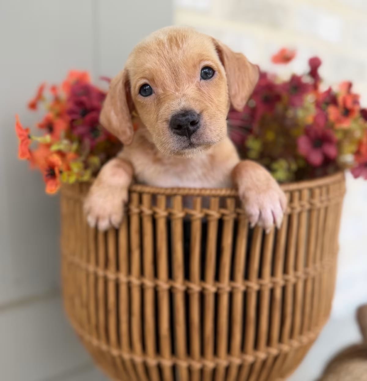 Photo of Rachel, adoptable Labrador Retriever/Mixed Breed (Medium) in Baton Rouge, Louisiana