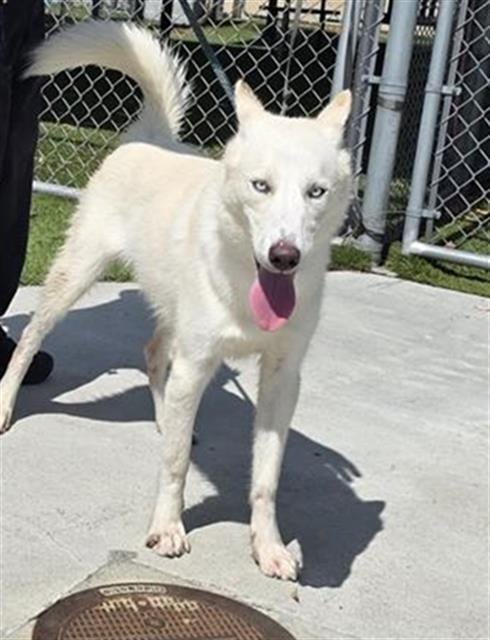 Photo of Hocus Pocus, adoptable Siberian Husky in Downey, California