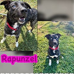 Photo of Rapunzel, adoptable Husky Mixed Breed (Medium) in Blountville, Tennessee