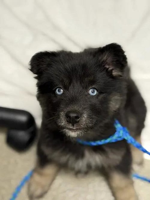Photo of Salem, adoptable German Shepherd Dog in Las Vegas, Nevada