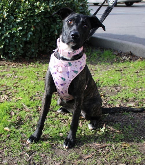 Photo of Love Bug, adoptable Belgian Shepherd Malinois in Yuba City, California
