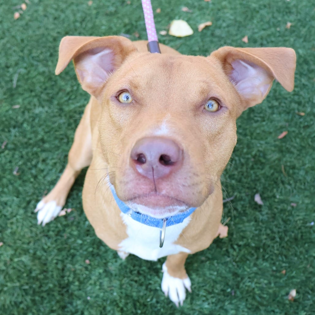 Photo of Huck, adoptable Mixed Breed (Medium) in St. Charles, Missouri