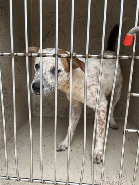 Photo of A481251, adoptable Australian Cattle Dog/Blue Heeler in Oklahoma City, Oklahoma