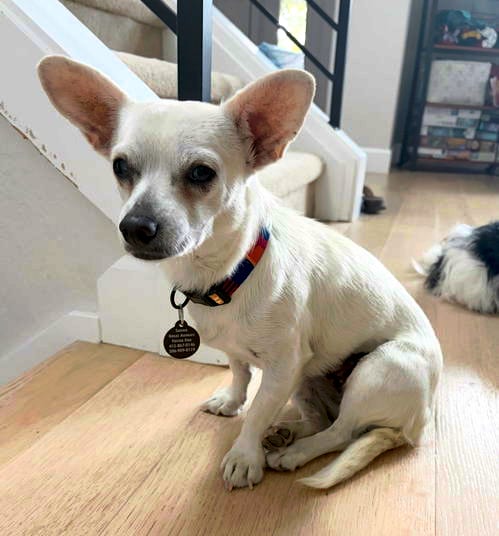 Photo of Little Girl, adoptable Chihuahua in Bellevue, Washington