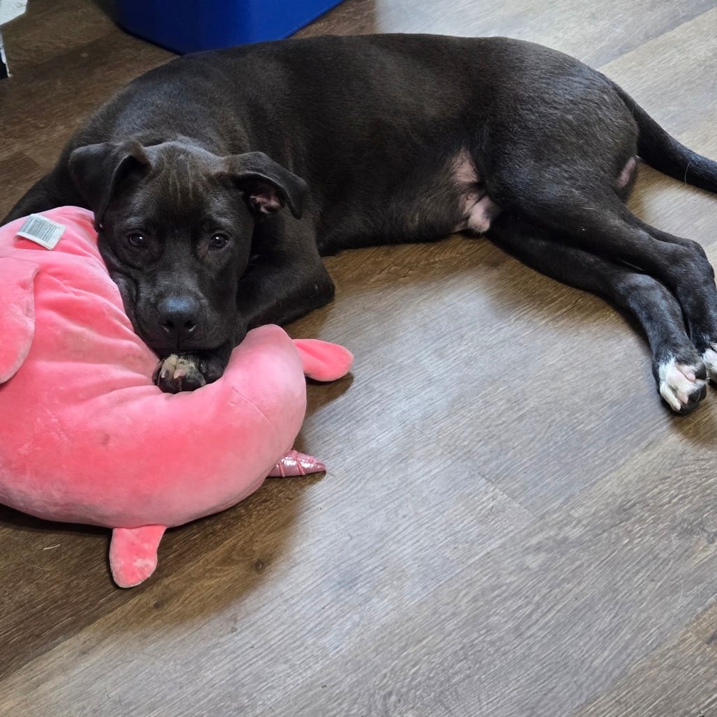 Photo of Dag-Gum-It (Hijinks Pup), adoptable Mixed Breed (Medium) in St. Louis, Missouri