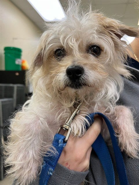Photo of Lucas, adoptable Maltese in Fort Myers, Florida