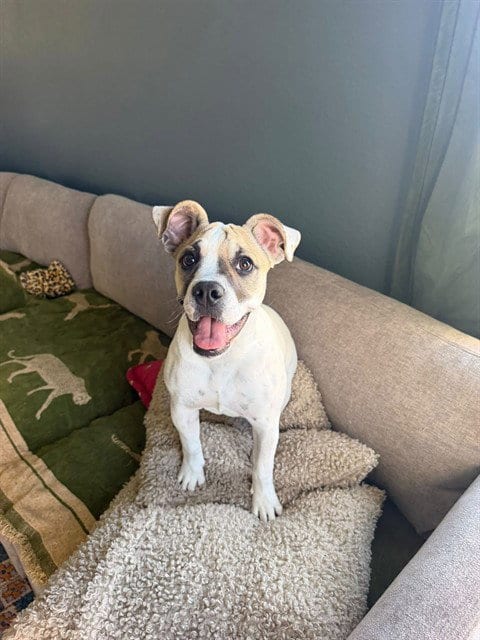 Photo of Seashell, adoptable Boxer in Albuquerque, New Mexico