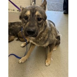 Photo of Benny, adoptable German Shepherd Dog in San Bernardino, California