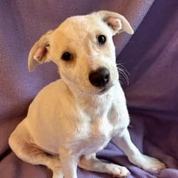 Photo of Nolan, adoptable Labrador Retriever Golden Retriever in Denver, Colorado
