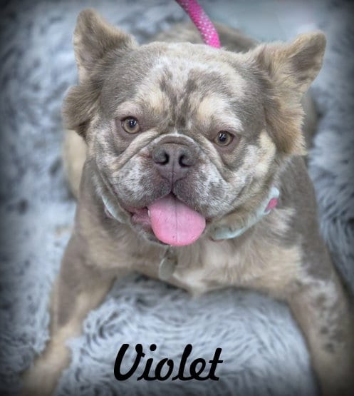 Photo of Violet, adoptable French Bulldog in Chino Hills, California