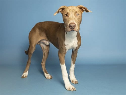 Photo of Walter, adoptable American Staffordshire Terrier in Phoenix, Arizona