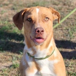 Photo of Hazel JuM, adoptable Australian Cattle Dog Labrador Retriever in Hartford, Connecticut