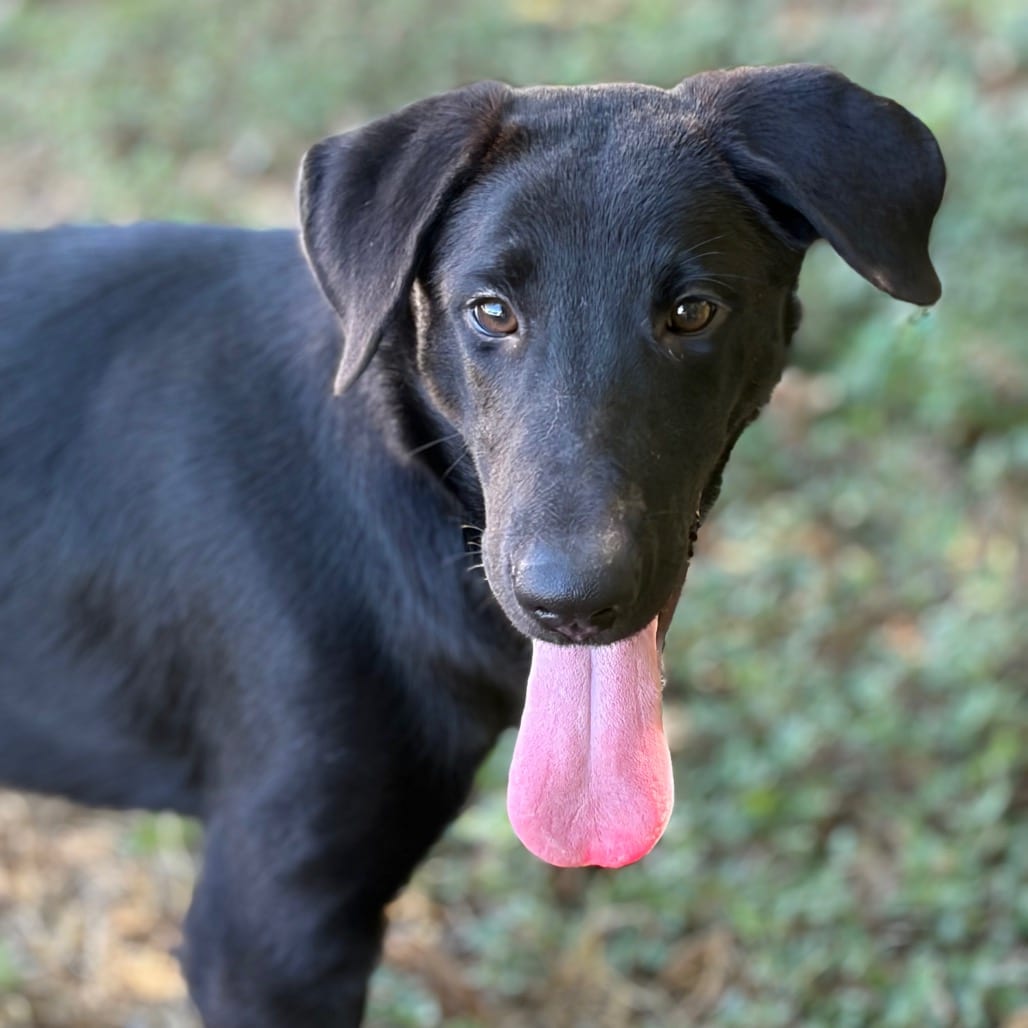 Photo of May 26-08-046, adoptable Retriever, Labrador / Mixed Breed (Medium) in Bastrop, Texas